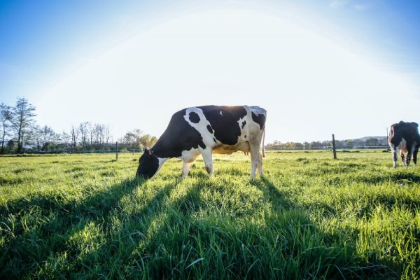 Vaca come pasto para que su leche sea similar a la humana.
