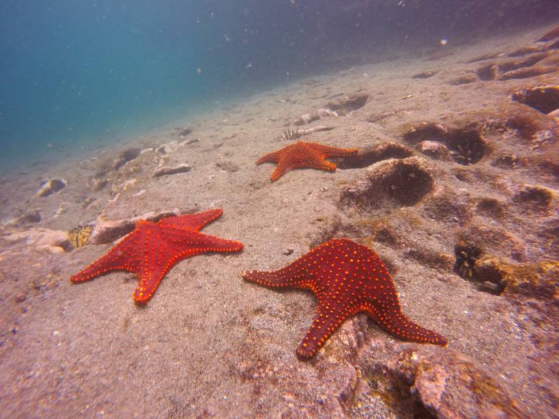 Estrellas de mar en las Islas Encantadas.