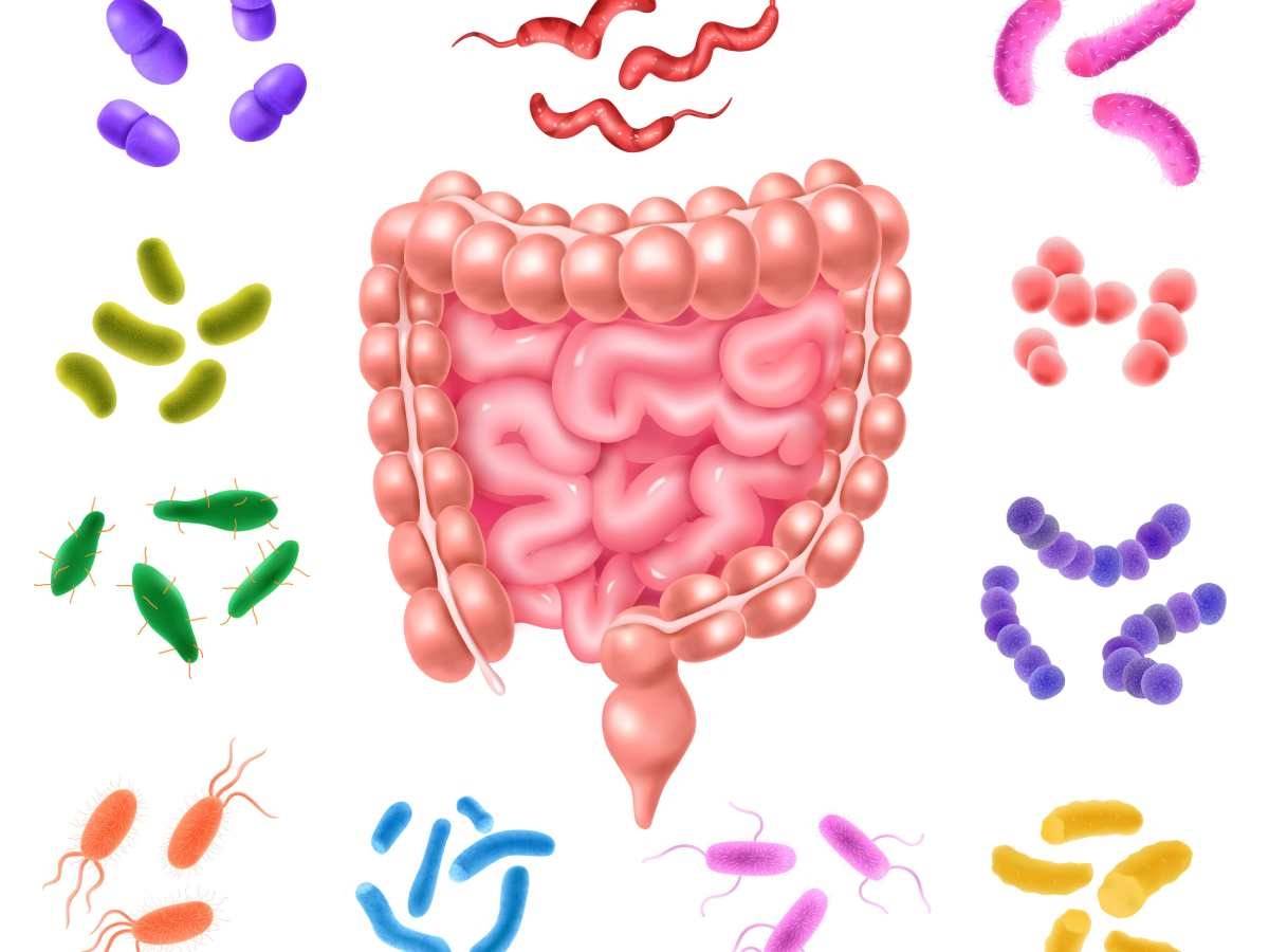 Microbiota intestinal: el segundo cerebro que cuidar