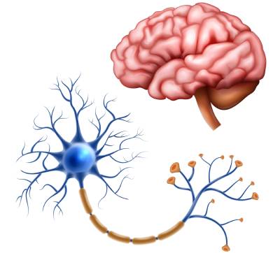 Imagen de un cerebro con una neurona.