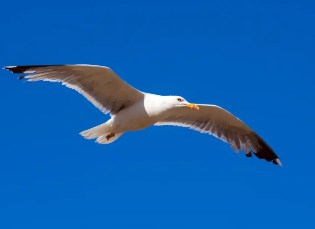 Gaviota volando alto sobre el océano azul representando la libertad y el éxito personal.