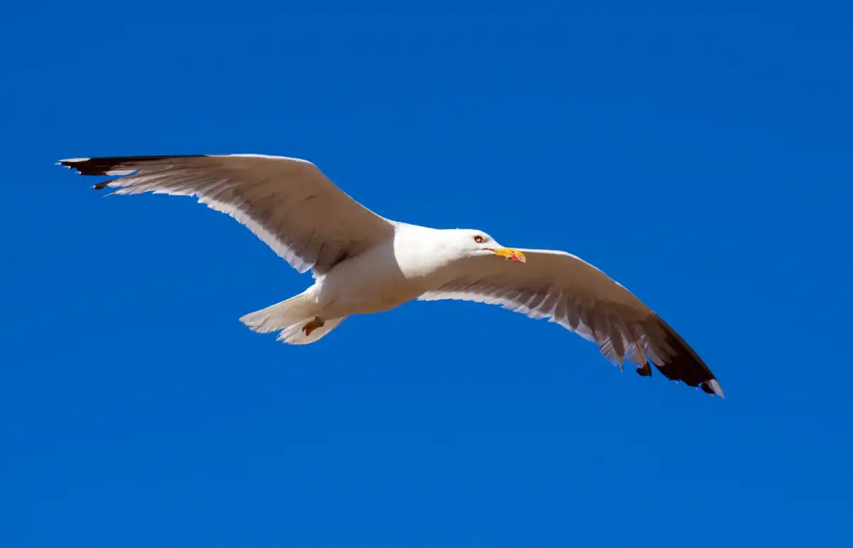 Gaviota volando alto sobre el océano azul representando la libertad y el éxito personal.