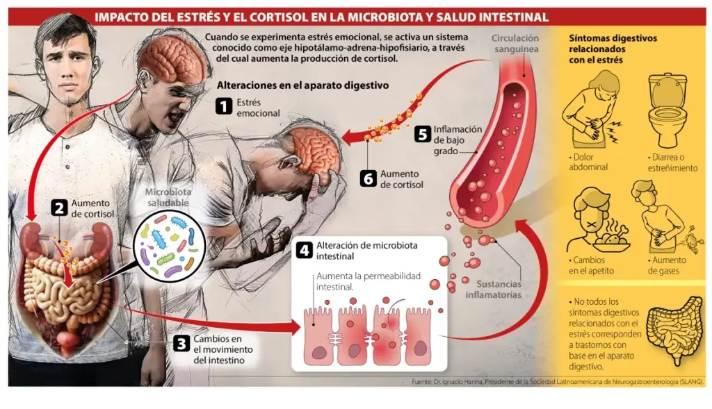Infografía de cómo el estrés en exceso y la hormona del cortisol impactan en el sistema digestivo y en la relación de pareja.
